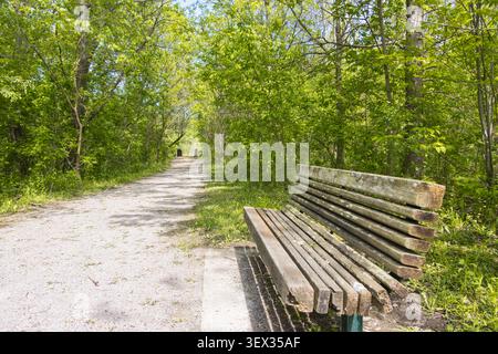 An empty wooden park bench sits beside a gravel path winding through a lush green forest. Sunlight filters through the trees, creating a serene and in Stock Photo