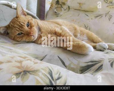 Orange tabby cat relaxing on outdoor chair, showing a peaceful domestic pet resting in soft natural light. Stock Photo