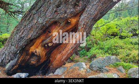 Leaning Ancient Swiss Stone Pine Trunk with Rich Mahogany Colored Wood Texture in Tamangur Forest Stock Photo
