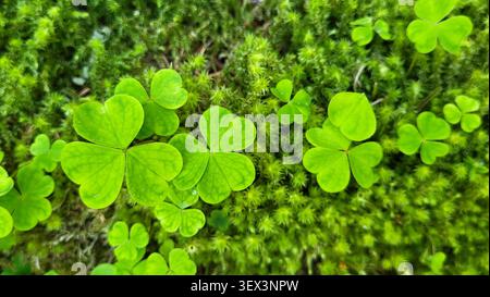 Bright Green Wood Sorrel Growing on Fresh Moss in Swiss Nature Stock Photo