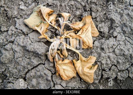 A potato bush that died from drought and spring frosts. A dried yellowed potato bush in the field. Stock Photo