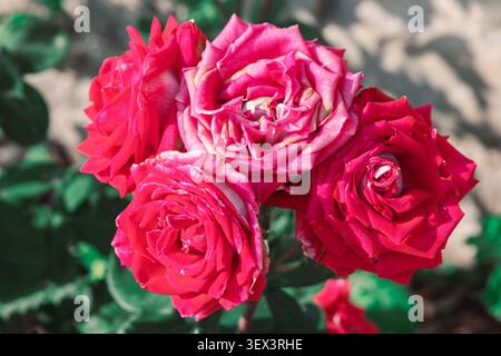 Cluster of deep pink and crimson roses blooms in full glory, their layered velvety petals unfurling beautifully against a soft, sun-dappled garden Stock Photo