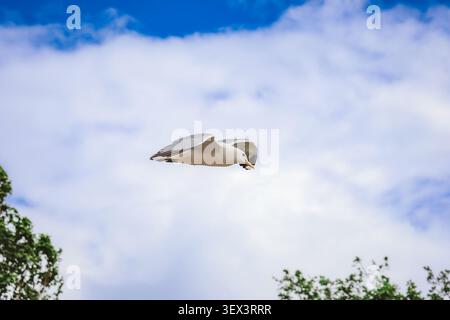 Lone seagull flying through a vast cloudy blue sky over the coastal landscape. Stock Photo. Stock Photo