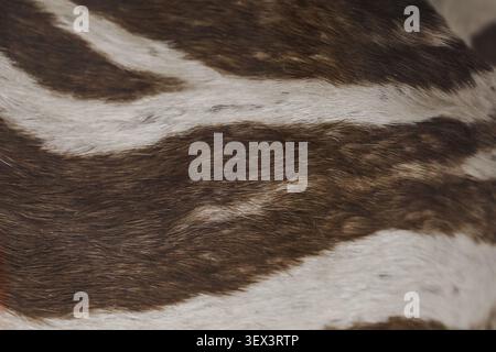 Luxurious suiting fabric in white and brown stripes. The texture of real animal leather. Bespoke ultra-premium pure wool fabric for luxury tailoring. Stock Photo