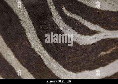Luxurious suiting fabric in white and brown stripes. The texture of real animal leather. Bespoke ultra-premium pure wool fabric for luxury tailoring. Stock Photo