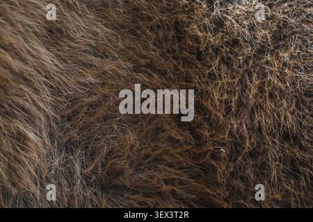 Beautiful european bison fur background. Stock Photo Stock Photo