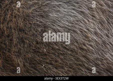 Beautiful european bison fur background. Stock Photo Stock Photo