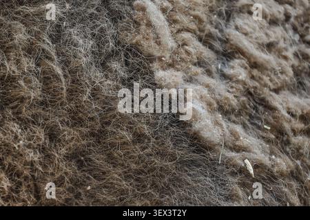Beautiful european bison fur background. Stock Photo Stock Photo