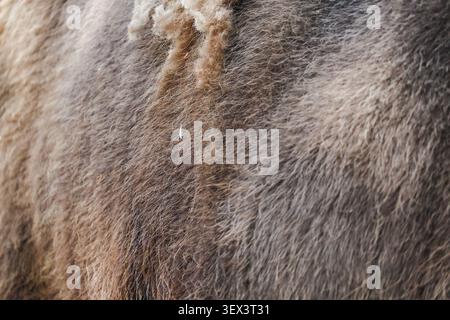 Beautiful european bison fur background. Stock Photo Stock Photo