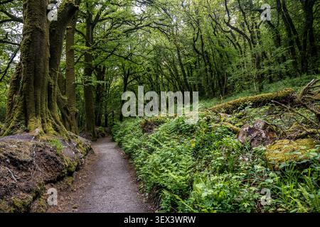 A tranquil woodland footpath winding through the ancient oak trees of Golitha Falls in Cornwall, surrounded by lush green ferns and moss-covered groun Stock Photo