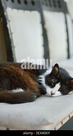 A fluffy black and white cat sleeping peacefully on a cushioned bench. Stock Photo