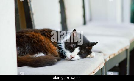 A fluffy black and white cat sleeping peacefully on a cushioned bench. Stock Photo