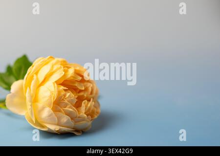 Yellow rose with green leaves on soft background, natural floral composition with shallow depth of field Stock Photo