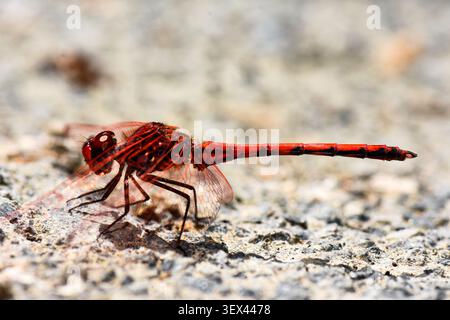 Side profile macro shot of a vibrant red dragonfly resting on a textured gravel and stone ground surface. Stock Photo