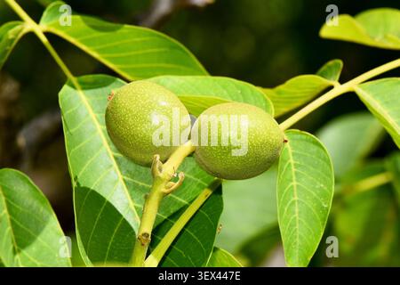 Close-up macro shot of two green, unripe walnuts growing on a tree branch surrounded by vibrant green leaves. Stock Photo