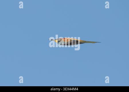 European bee-eater (Merops apiaster) in flight, wings raised mid-stroke, against blue sky, in a Cairo garden, Egypt. Stock Photo