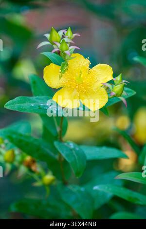 Hypericum choisianum, hoisy's St John's wort, lance-shaped, leathery leaves, cup-shaped, yellow flowers Stock Photo