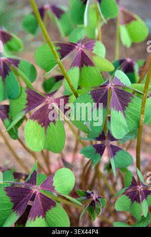 Oxalis tetraphylla Iron Cross, lucky clover Iron Cross,  houseplant with four-part clover-like leaves, each marked with a deep burgundy cross at the c Stock Photo