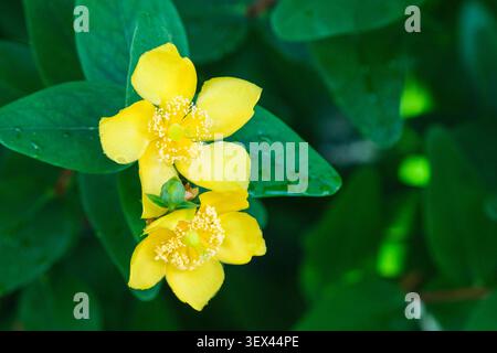 Hypericum choisianum, hoisy's St John's wort, lance-shaped, leathery leaves, cup-shaped, yellow flowers Stock Photo