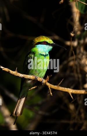 Bee eater perched on a branch, Yala National Park, Sri Lanka Stock Photo
