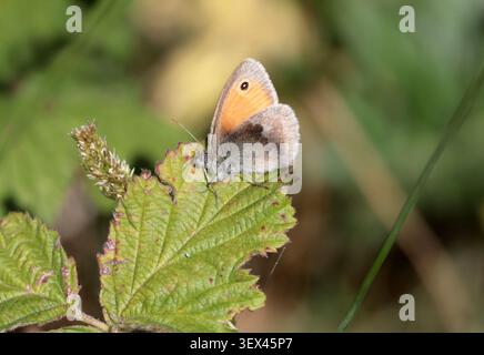 A meadow brown butterfly rests on a leaf in Sussex. Stock Photo