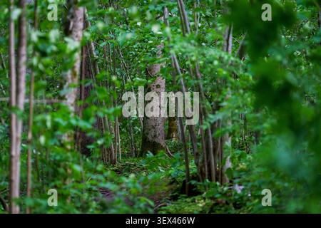Dense green forest with a narrow dirt path winding through young trees and lush summer foliage, selective focus. Stock Photo