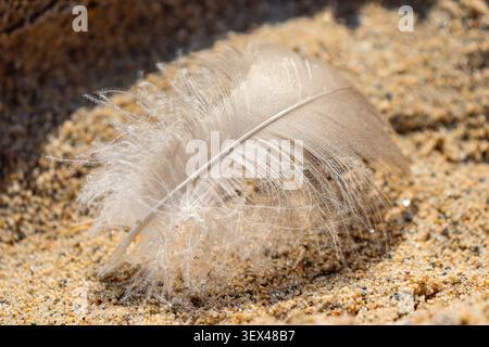 Close-up of white fluffy waterfowl feather laying on sandy beach of seashore Stock Photo