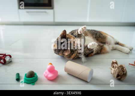 Positive cat enjoying playing with feather comfortably lying on floor surrounded by favorite toys. Stock Photo
