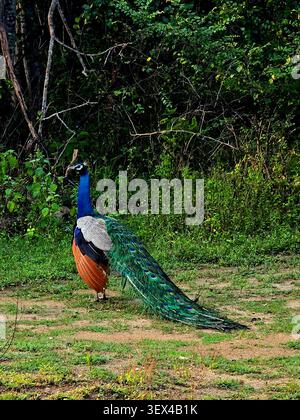 The Indian peafowl, known scientifically as *Pavo cristatus*. It is native to the Indian subcontinent but has been introduced to many other parts of the world. Male peafowl, called peacocks, have a vibrant blue head with a crest and a long, colorful train of feathers. They are frequently found in open forests or near cultivated lands where they forage for food. Sri Lanka. Stock Photo