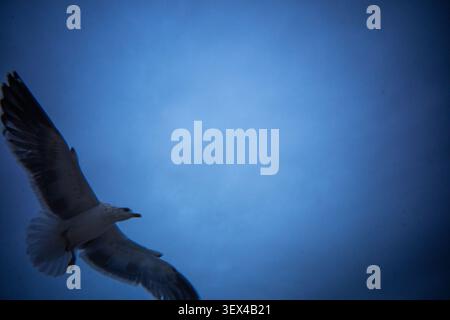 Seagull in flight against moody blue sky, wings spread, atmospheric monochrome blue Stock Photo