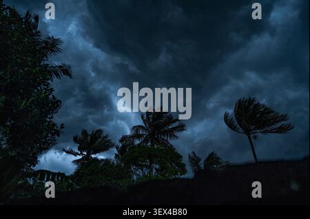 Date Palm trees and coconut trees are almost bent over, in Tehatta, West Bengal. Nor'westers are localized thunderstorms and rainfall events that occur in Eastern South Asia, particularly in Bengal, Odisha, Tripura, Assam, Bihar, and Jharkhand during summer. They typically occur in the afternoon or before sunset, bringing strong winds and heavy rain, often with hail, but lasting only a short time. Black Kalbaishakhi (Nor'westers) clouds roll in after a day of sweltering, humid heatwave, accompanied by gusty winds. India. Stock Photo