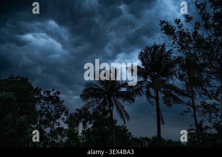 Date Palm trees and coconut trees are almost bent over, in Tehatta, West Bengal. Nor'westers are localized thunderstorms and rainfall events that occur in Eastern South Asia, particularly in Bengal, Odisha, Tripura, Assam, Bihar, and Jharkhand during summer. They typically occur in the afternoon or before sunset, bringing strong winds and heavy rain, often with hail, but lasting only a short time. Black Kalbaishakhi (Nor'westers) clouds roll in after a day of sweltering, humid heatwave, accompanied by gusty winds. India. Stock Photo