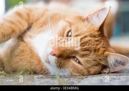 Adorable Red Ginger Cat laying and Looking at Camera with blurred background Stock Photo