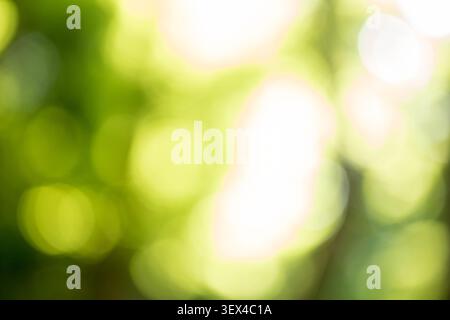 green nature blurred nature background photo Stock Photo
