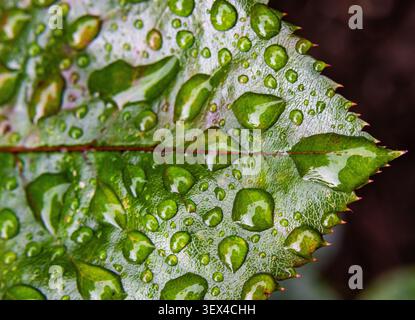 Green leaf covered in water droplets revealing serrated edge and central vein in close up Stock Photo