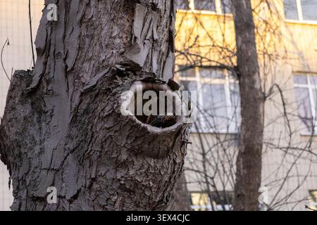 The deep knot hole in the weathered bark of a tree trunk serves as a potential shelter for birds or small animals, blending organic natural textures w Stock Photo