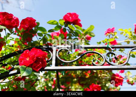 Red climbing roses blooming on black forged metal fence arch against clear blue sky. Aesthetic summer gardening background with vibrant magenta Stock Photo