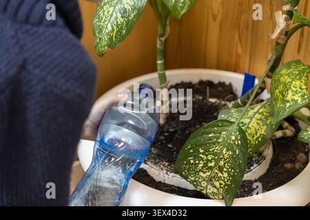 A hand pours water from a recycled plastic bottle onto soil in a large indoor plant pot, capturing a sustainable gardening task that promotes nature a Stock Photo