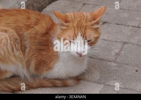 Red cat lying on pavement in Meknes, Morocco, Africa.  Stray cat living in the streets. Moroccan cat lazing sleeping relaxing. Stock Photo