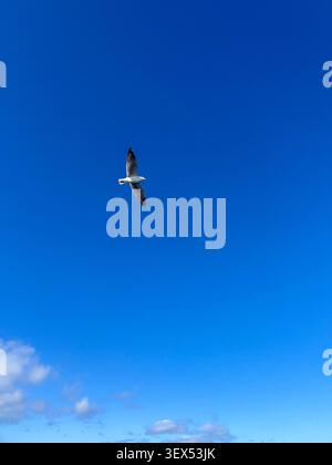A solitary seagull soars gracefully against a vibrant, expansive blue sky, capturing a moment of pure freedom, peaceful solitude, and boundless possib Stock Photo
