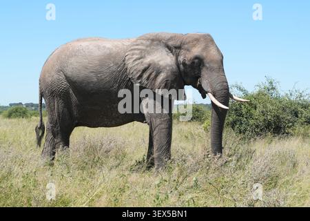 Full body side view of African elephant standing in savanna grassland in Chobe National Park Botswana during self-drive safari Stock Photo