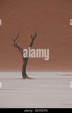 Dead camel thorn tree standing on white clay pan in Deadvlei, Namibia, with towering red sand dune in the background Stock Photo