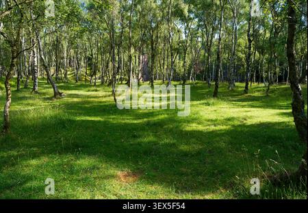Sunny summer morning among the Silver Birch trees in Bolehill Quarry, Hathersage. Stock Photo