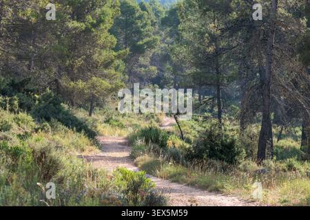 Winding Dirt Path Leading Through a Dense Pine Forest in Sierra de Mariola, Bocairent, Spain Stock Photo