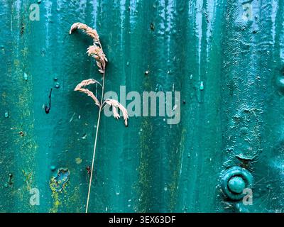 A piece of grass stands against a green metal surface in Carnforth, England, showing signs of growth and nature in an urban area. Stock Photo