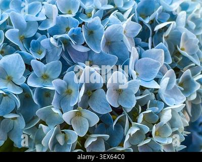 A cluster of blue hydrangea flowers fills the frame, showing the delicate petals and the arrangement of blossoms in a garden during springtime. Stock Photo