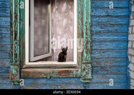 A tortoiseshell cat sits on the sill of an open window in a weathered blue wooden house, framed by peeling turquoise trim and lace curtains Stock Photo