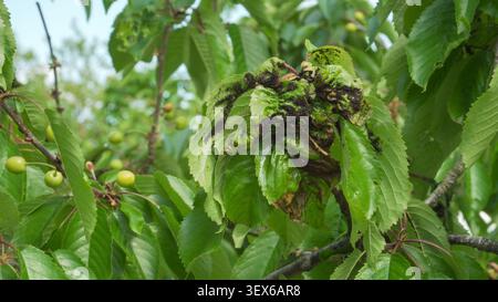 Black cherry aphids cluster on warped sweet cherry leaves in an orchard. Useful for pest identification guides and crop protection studies. Stock Photo