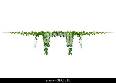 vine frame leaf vine isolates on a white background Stock Photo