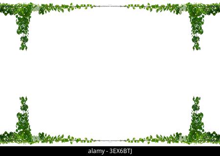 vine frame leaf vine isolates on a white background Stock Photo